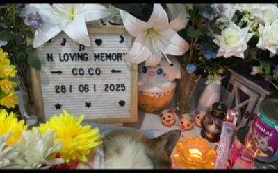 Tạm Biệt Bé Cỏ Cỏ Của Mẹ, Mong Con Bình An Nơi Khác | Tâm Tịnh Pet Cremation