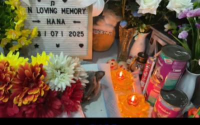 In Loving Memory Of Hana | Tâm Tịnh Pet Cremation
