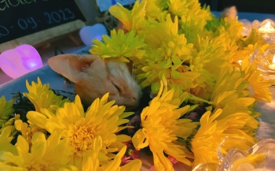 Dịch Vụ Hỏa Táng Riêng