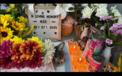 In Loving Memory Of Meo | Tâm Tịnh Pet Cremation