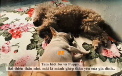 Con yên nghỉ nhé, thiên thần nhỏ Puppy | Tâm Tịnh Pet Cremation