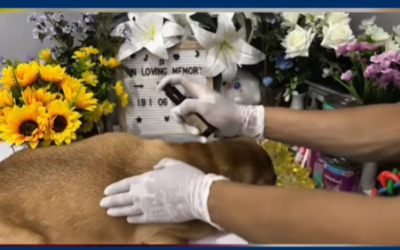 Mong con an yên ở một nơi không còn đau đớn (BOY) | Tâm Tịnh Pet Cremation