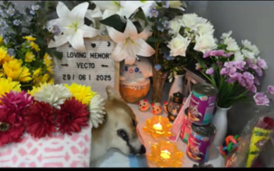 In Loving Memory Of Vecto | Tâm Tịnh Pet Cremation